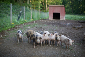 Black Sheep Hill Pigs