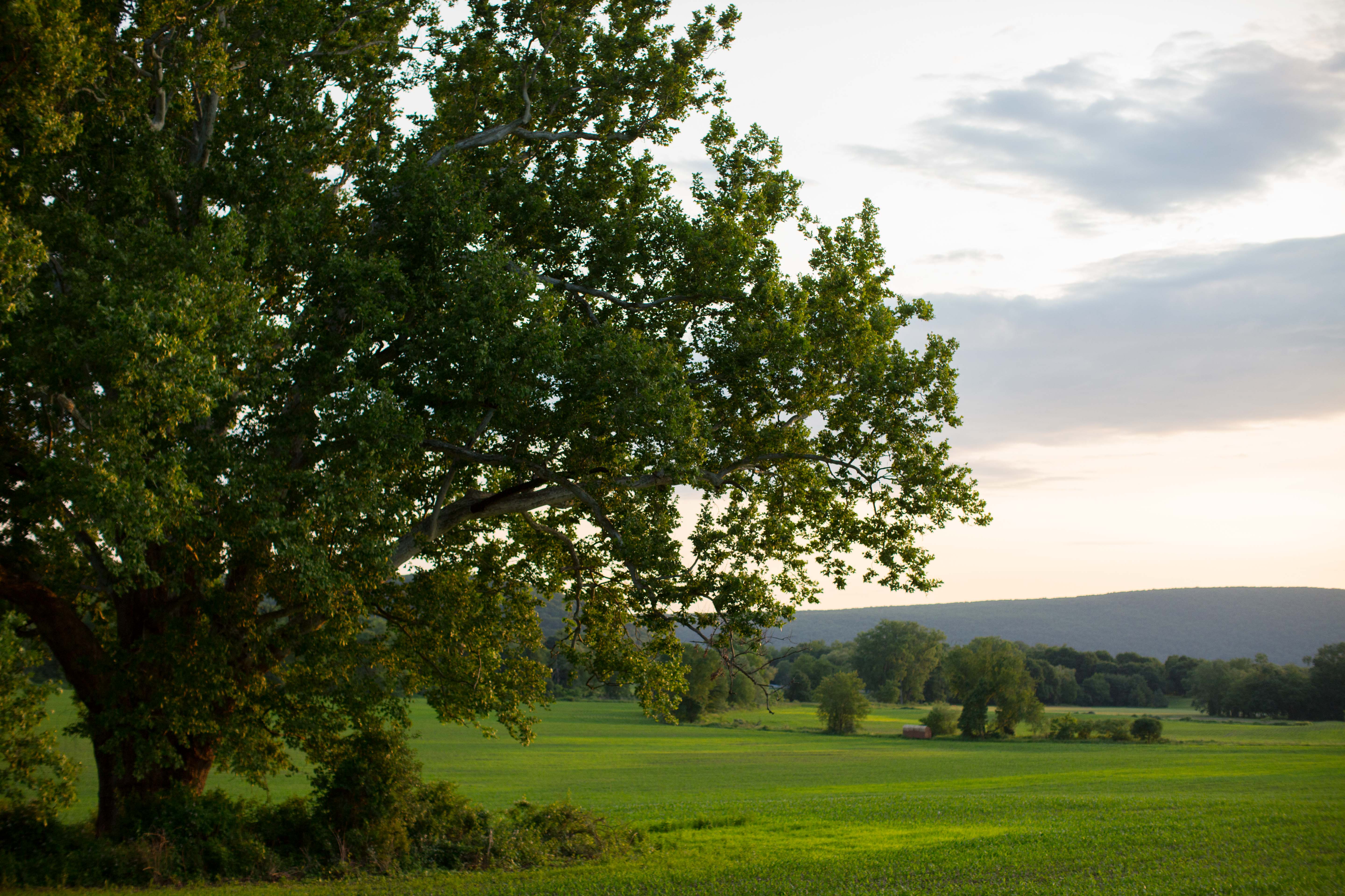 Treasured Old Sycamore Tree Inn at Pine Plains Pine Plains NY Inn