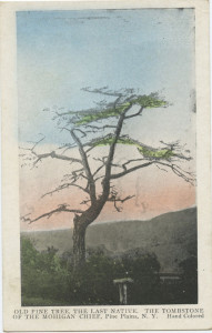 Pine Tree
